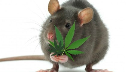 Ratten lassen eine halbe Tonne Marihuana von Polizeiwache verschwinden