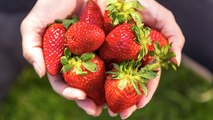 Erdbeeren aus bestimmtem EU-Land können der Gesundheit schaden