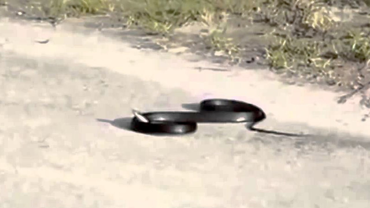 Schlange stellt sich beim Häuten besonders ungeschickt an, was folgt ist schmerzlich! (Video)