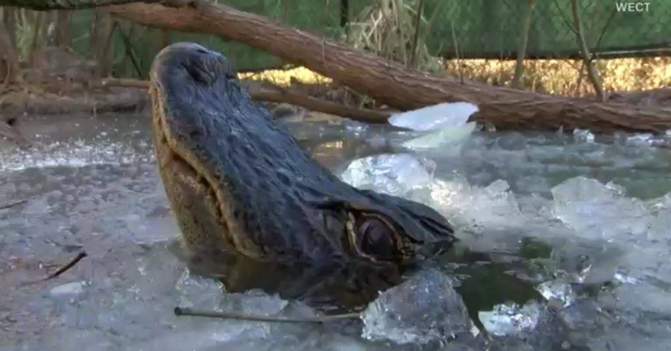 Alligatoren lassen sich aus einem bestimmten Grund freiwillig im Eiswasser einfrieren