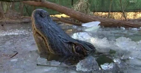 Alligatoren lassen sich aus einem bestimmten Grund freiwillig im Eiswasser einfrieren