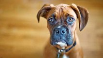 Brachyzephalie: Darum solltest du niemals einen Hund mit flacher Schnauze adoptieren
