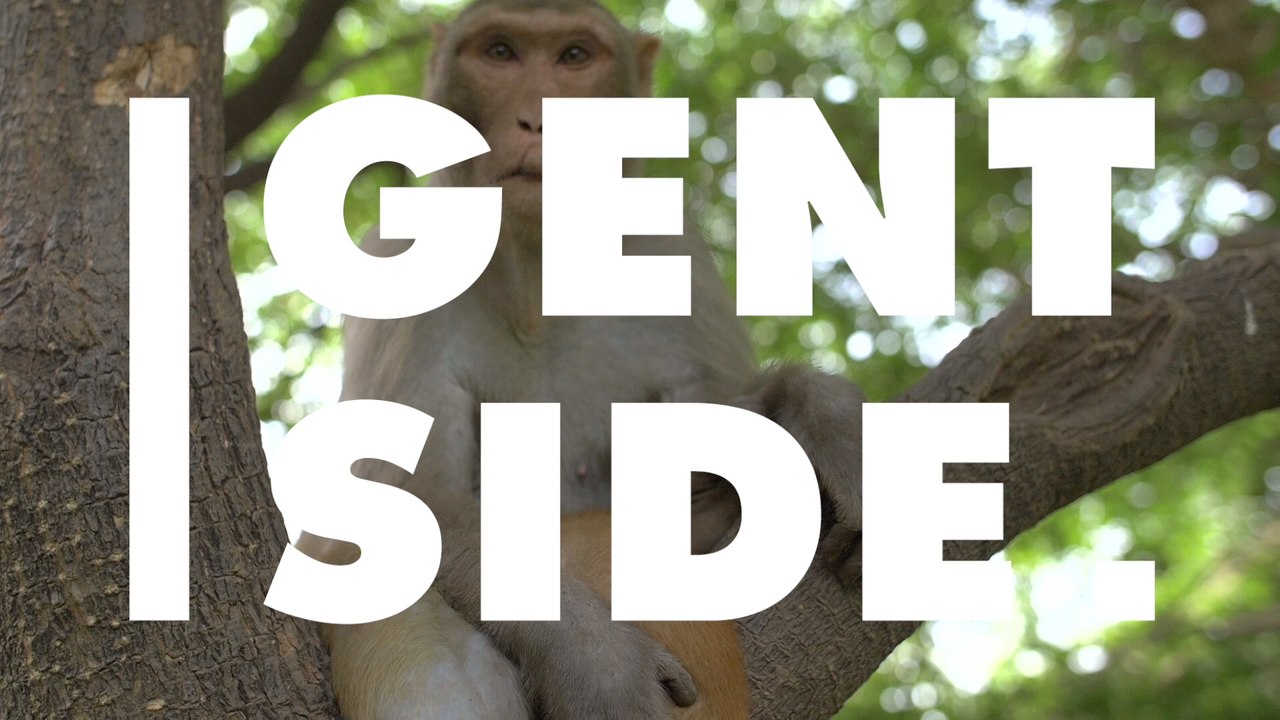 5 Affen geklont: Forscher pflanzen ihnen ein bedenkliches Gen ein