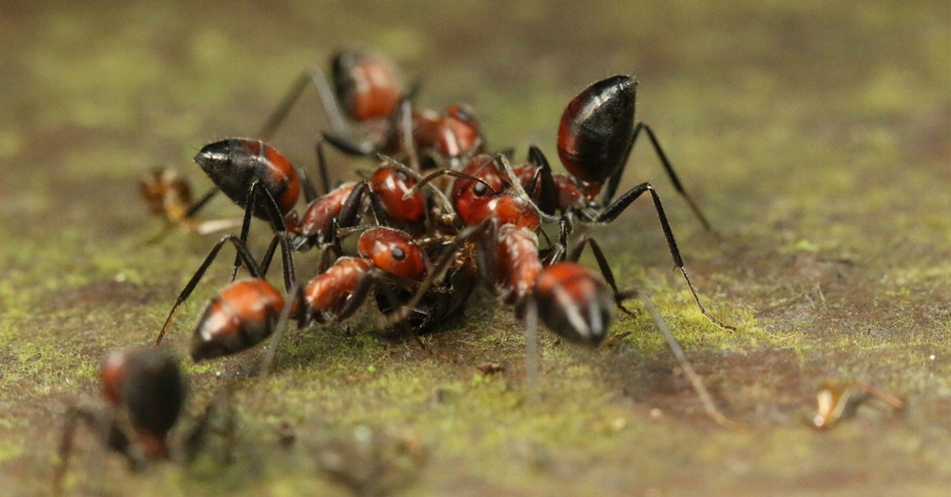 Colobopsis explodens: Mit dieser Kamikaze-Aktion schützt diese Ameise-Art ihre Kolonie