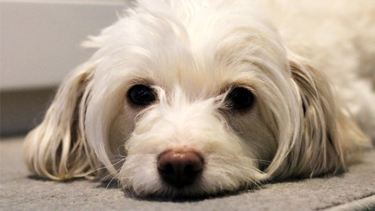 Hundesitter misshandelt Tier aufs Übelste und filmt alles