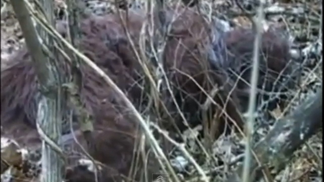 Le Yéti existe t-il ? Des chercheurs pensent avoir filmé un Bigfoot endormi