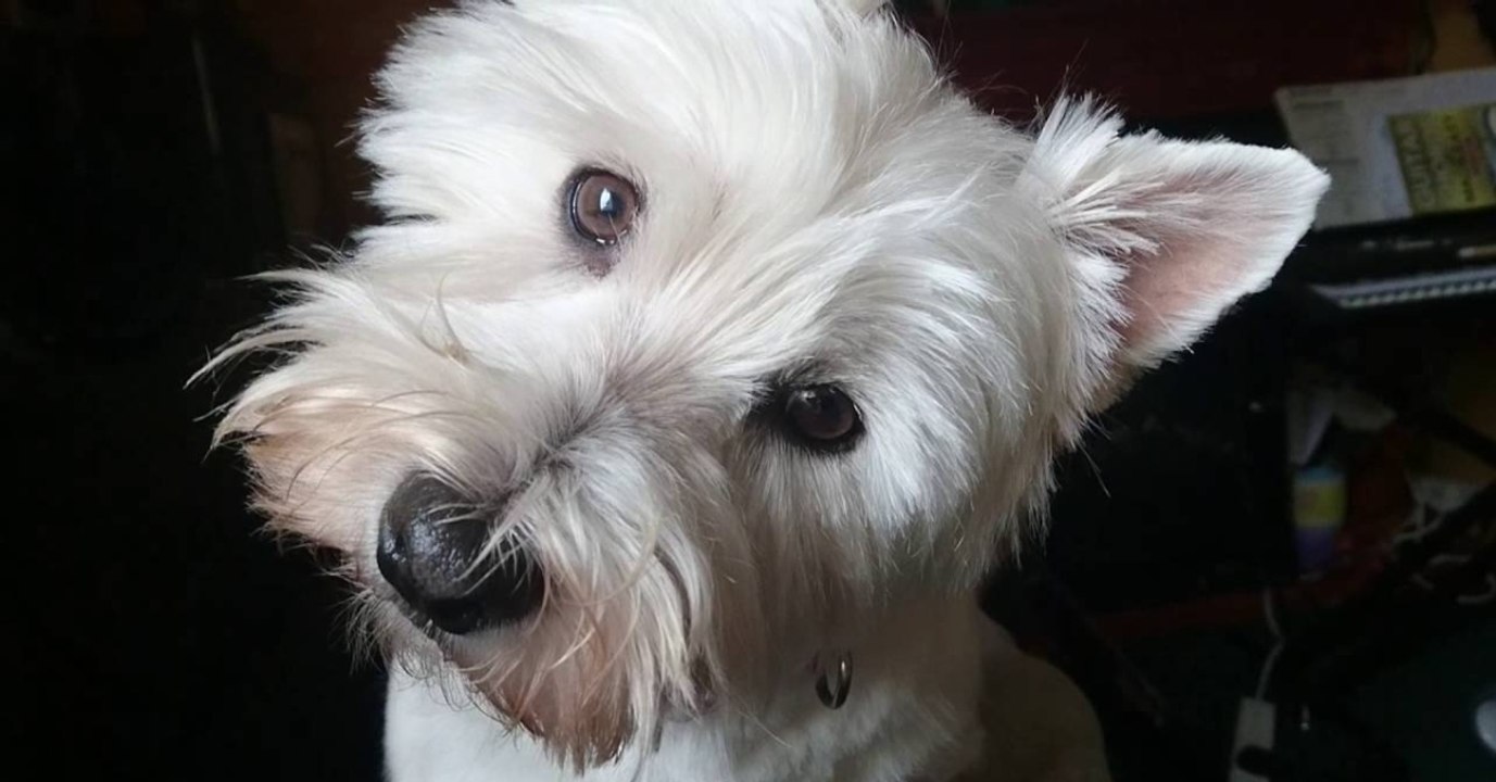 Hund spielt auf Balkongelände im 9. Stock, dann passiert das Unvermeidliche