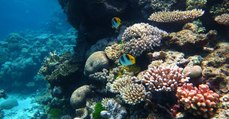 Indischer Konzern zerstört Great Barrier Reef für 30 Milliarden Dollar