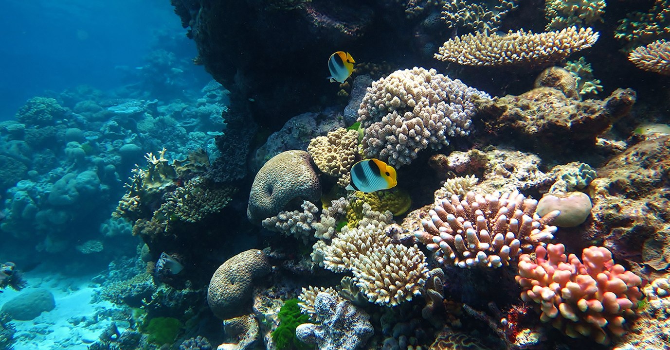 Indischer Konzern zerstört Great Barrier Reef für 30 Milliarden Dollar