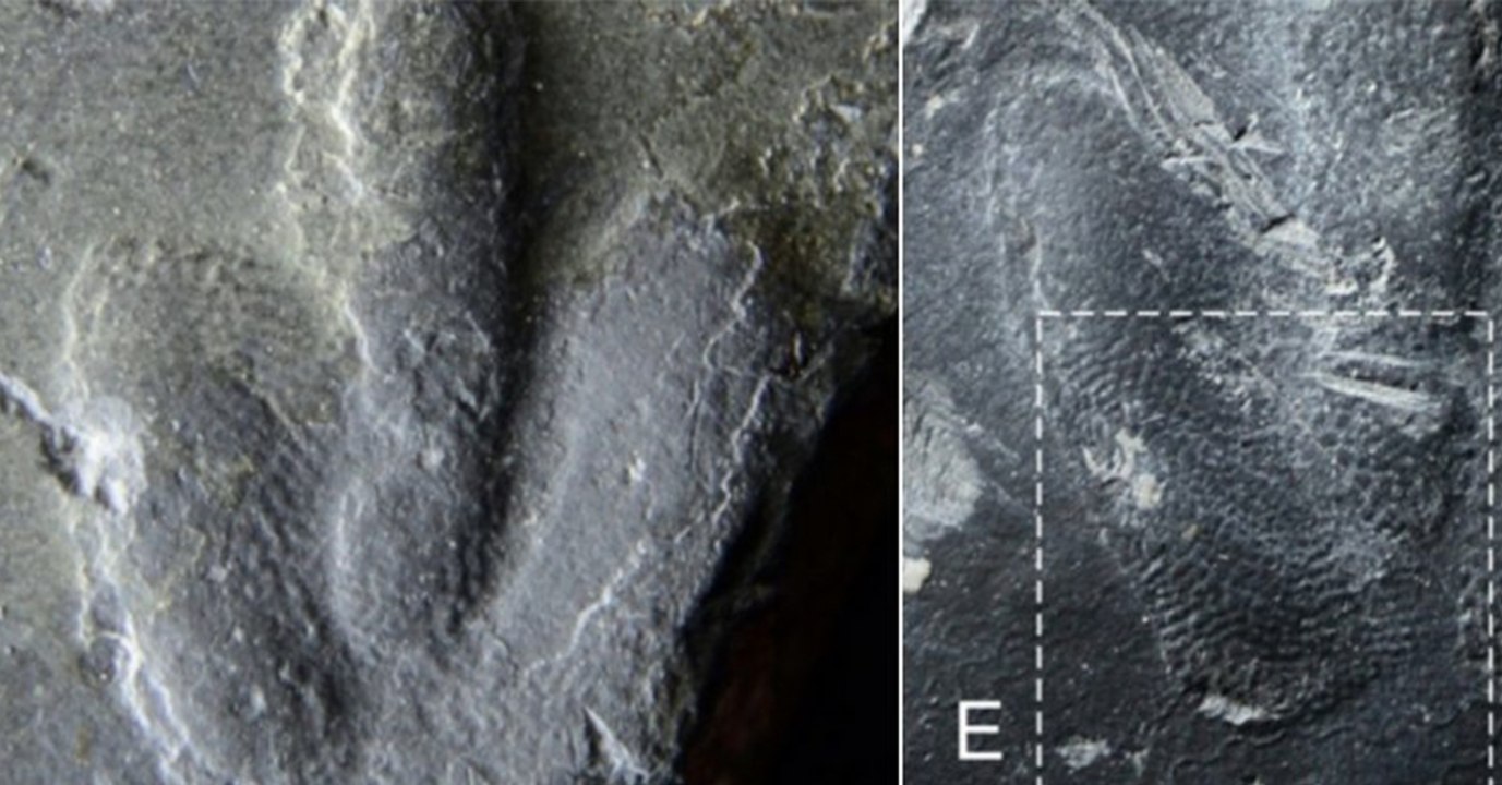 Dino-Fußabdrücke verraten, wie ihre Haut wirklich ausgesehen hat