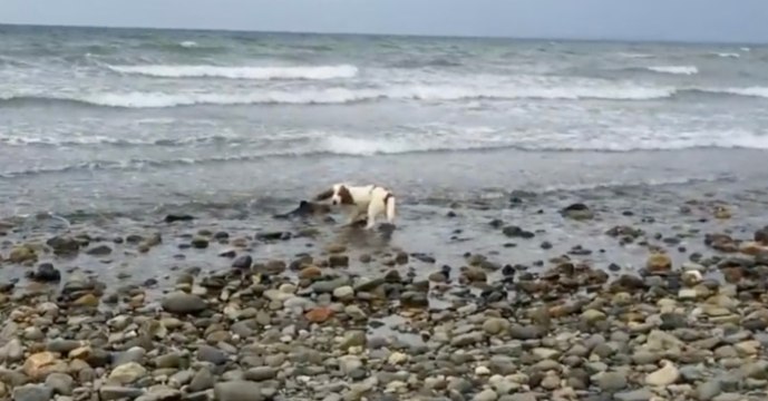 Hündin macht beunruhigenden Fund, dann beginnt der Wettlauf gegen die Zeit