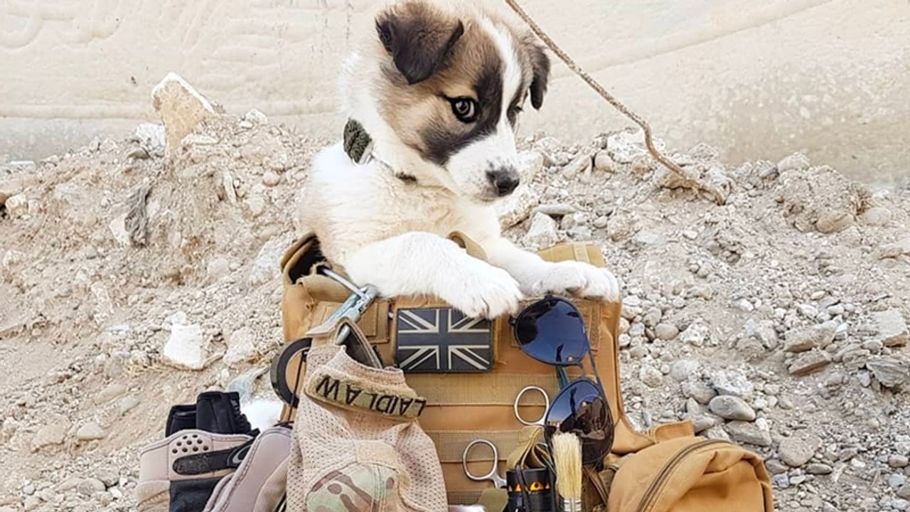 Welpe von Soldat in Syrien gerettet: Hund legt fast 5.000 Kilometer zurück