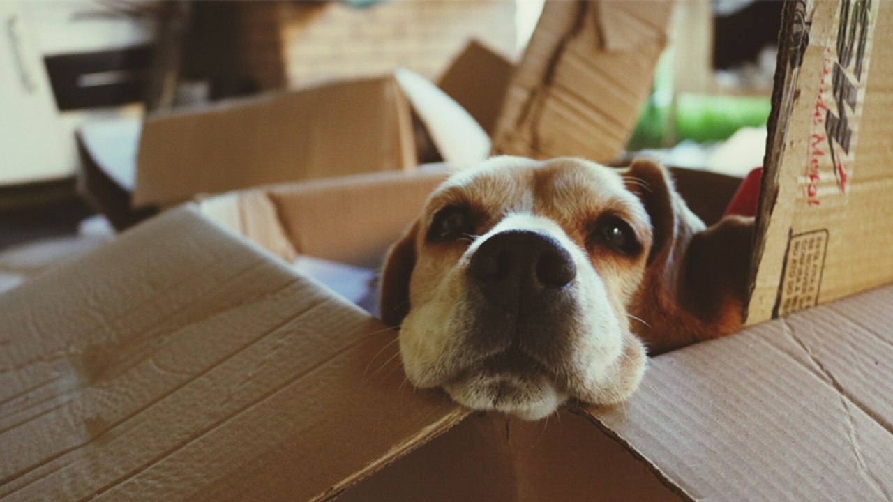 Hund zerreißt Paket der Nachbarin: Der Inhalt zerstört ihre Beziehung für immer