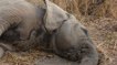La survie des éléphants d’Afrique au coeur des inquiétudes au Bostwana