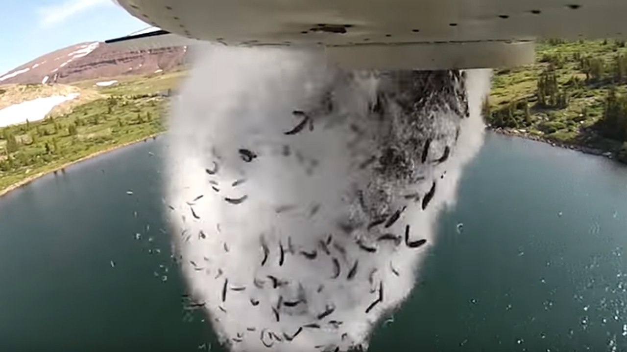 Deshalb werfen die Amis jetzt Fische aus dem Flugzeug!