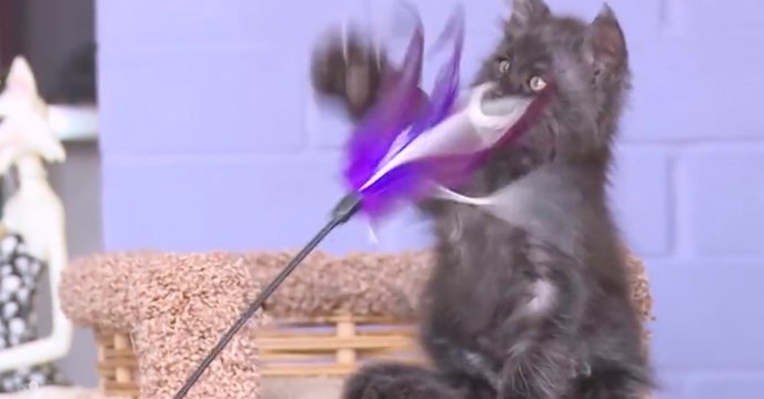 Zum Gruseln: Das Gesicht dieses Kätzchens macht das Internet verrückt