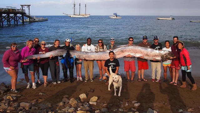 Les régalecs échoués pourraient-ils annoncer un séisme ?