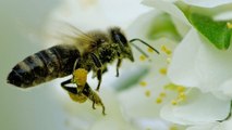 Abeille : en Chine, des hommes font le travail des pollinisateurs disparus