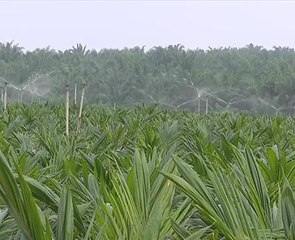 RM50 juta geran untuk R&D sektor komoditi