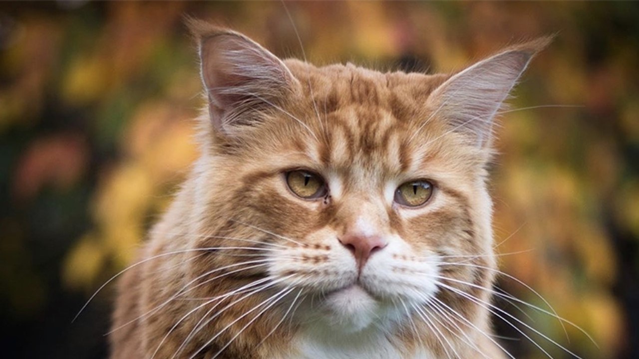 Besitzerin der größten katze der welt erschreckt mit unglaublichem foto