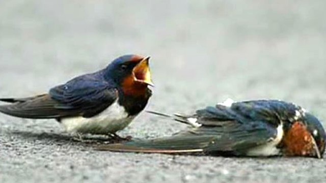 Schwalbe liegt verletzt auf der Straße: Die Reaktion ihres Männchen ist herzzerreißend