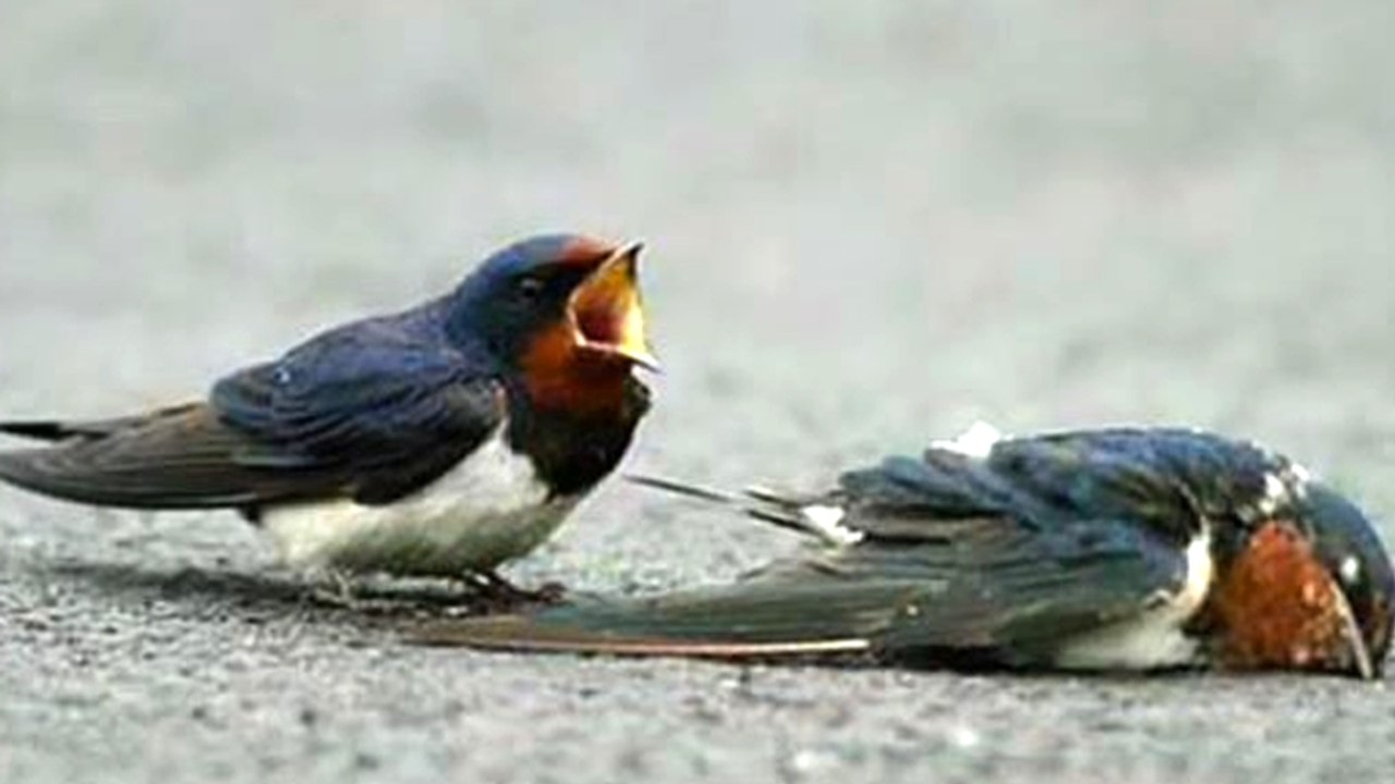 Schwalbe liegt verletzt auf der Straße: Die Reaktion ihres Männchen ist herzzerreißend