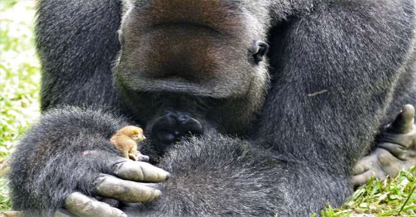 Tierpfleger filmen, wie sich ein riesiger Gorilla ein winziges Baby schnappt