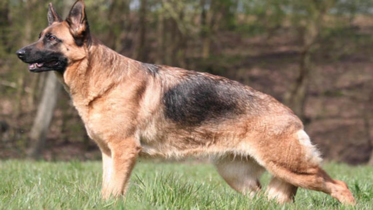 Haben wir den Deutschen Schäferhund krank gezüchtet?