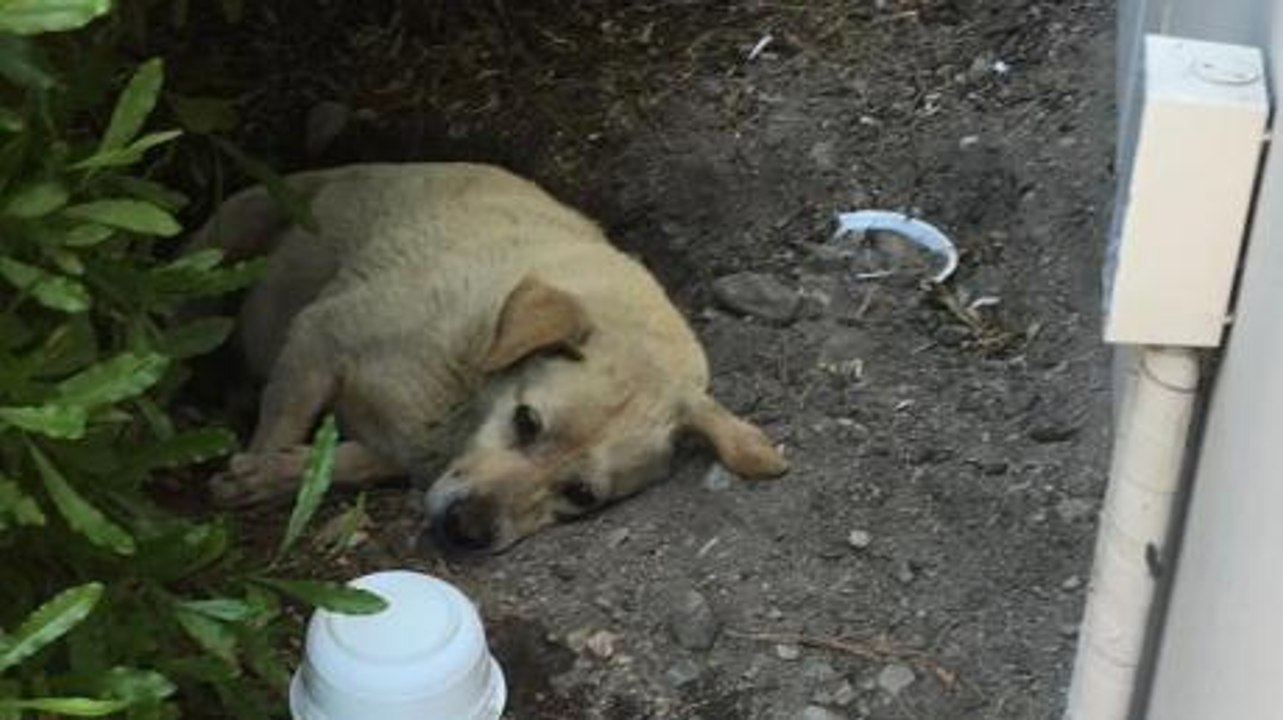 Sie ziehen um und lassen ihn einfach zurück. Dann geschieht das Unglaubliche