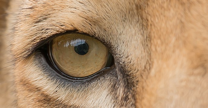 Wissenschaftliche Entdeckung: Dieses Tier ist 7 Mal größer und wilder als ein Löwe