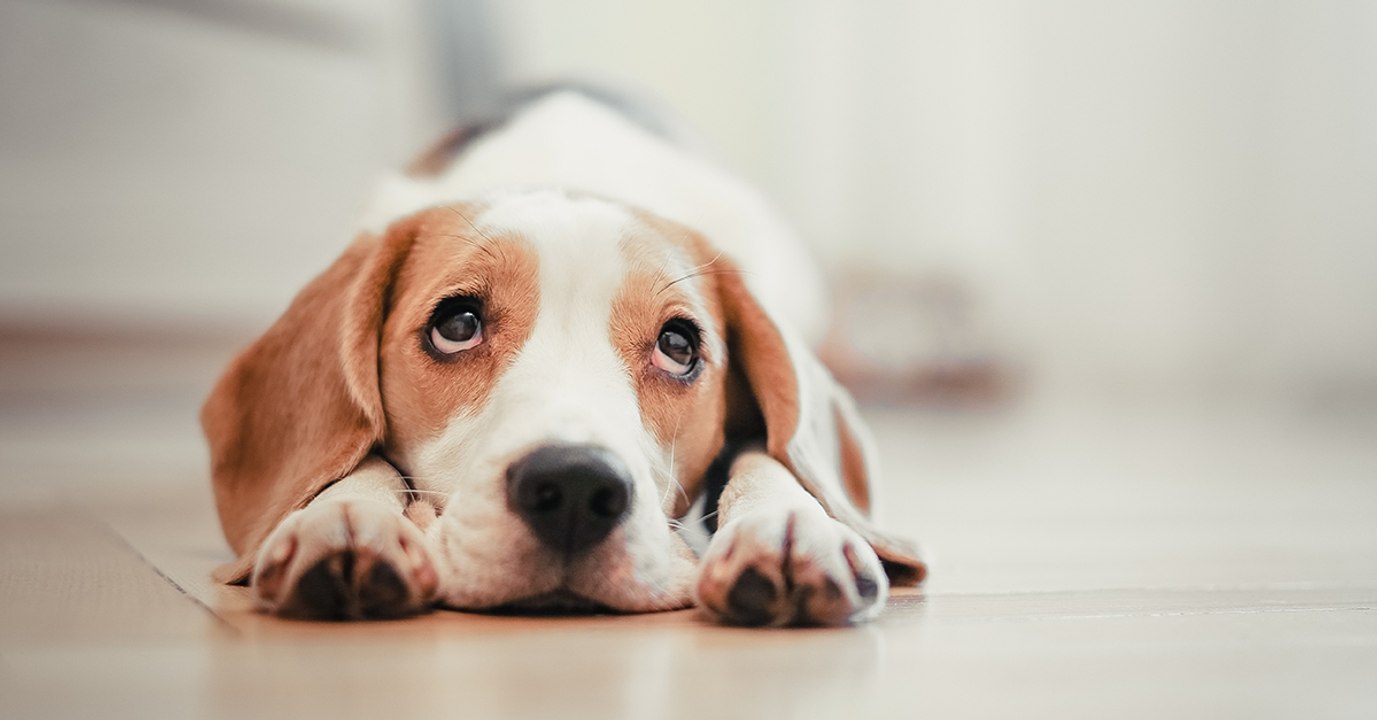 Wie kommt es, dass uns der Hundeblick weich macht?