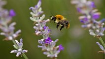 Bourdons : 24% des espèces d'Europe menacées d’extinction