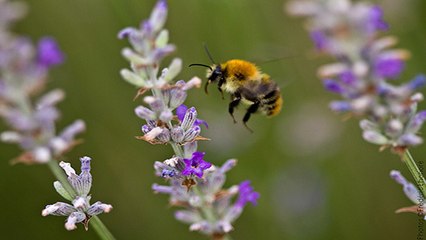 Bourdons : 24% des espèces d'Europe menacées d’extinction