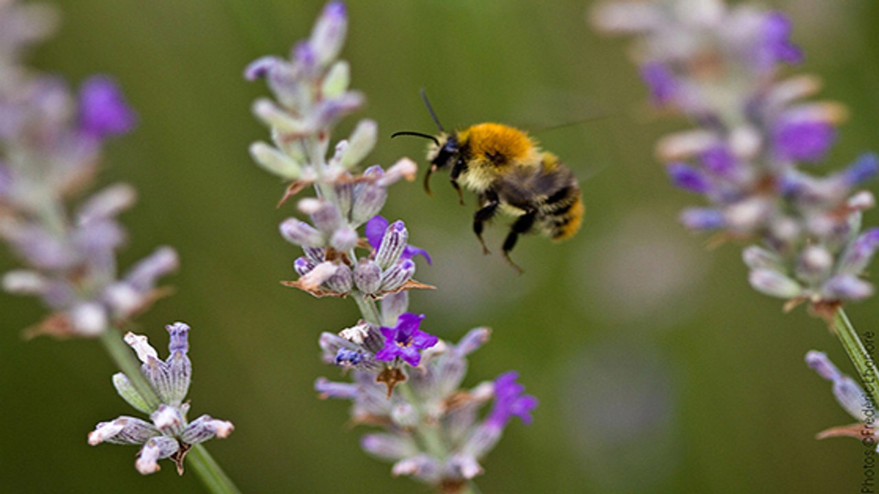 Bourdons : 24% des espèces d'Europe menacées d’extinction
