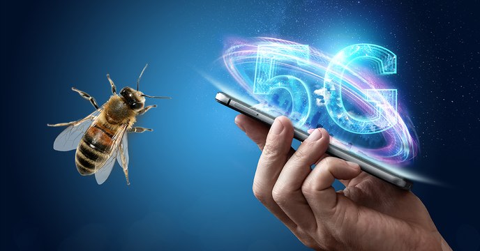 5G-Netz: So schaden die Wellen unserer Umwelt und uns