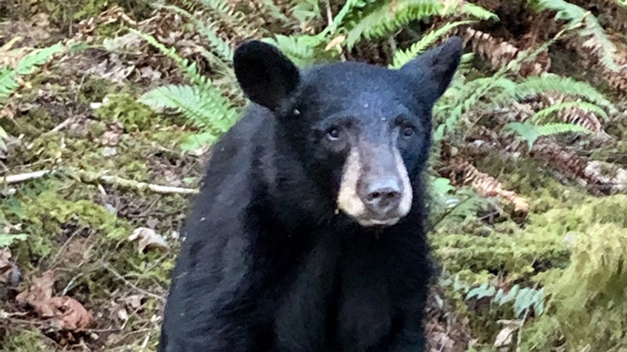 Sie füttern Bären für Selfie: Mit diesen Folgen haben sie nicht gerechnet