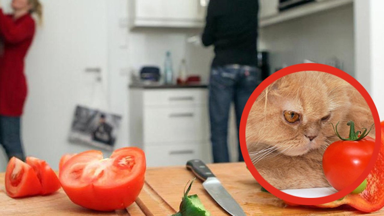 Tierschützer fordern Strafen für Halter, die ihre Katzen vegan ernähren