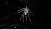 Pourquoi des araignées fabriquent-elles de fausses araignées sur leur toile ?