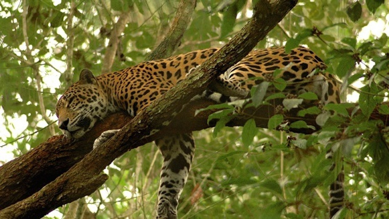 La disparition du jaguar menace la forêt tropicale atlantique du Brésil