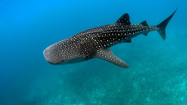 Größter Fisch unserer Zeit: Er ist vom Aussterben bedroht, doch ein missglückter Paarungsversuch macht Hoffnung