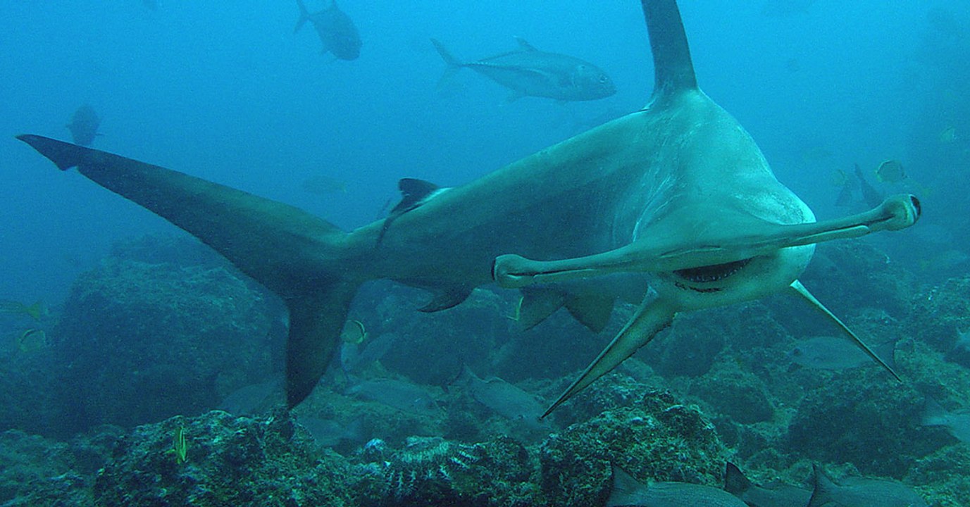 Ungeklärte Todesfälle im Aquarium: Haie begehen massenweise Suizid