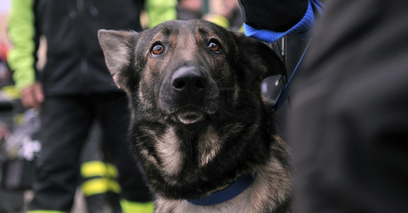 In letzter sekunde: polizeihund kira rettet ihren vierbeinigen kollegen ivo