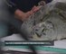 Thai turtle needs surgery after eating 915 coins