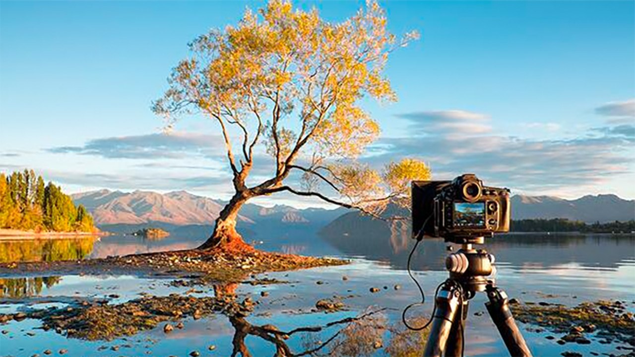 Erstaunliche Fähigkeiten: Drei spannende Fakten über Bäume