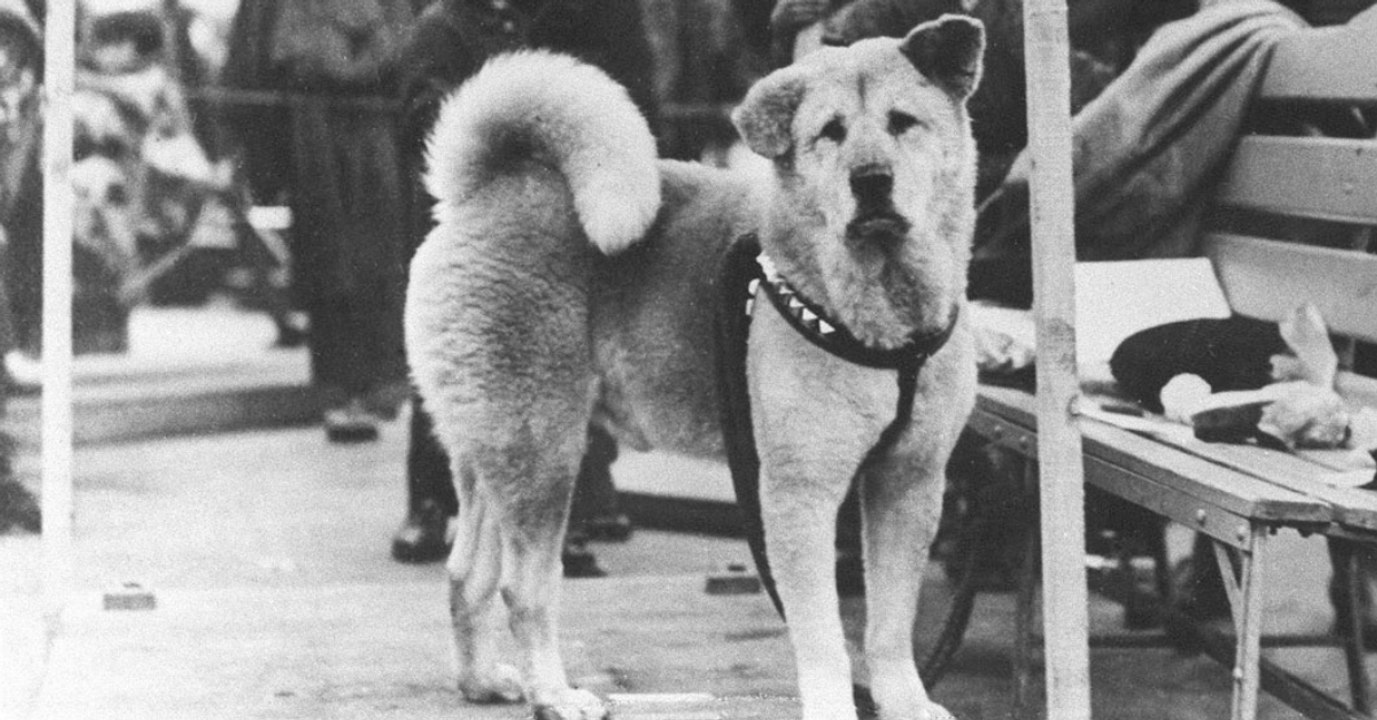 Hund wartet 9 Jahre: Jetzt hat er sein eigenes Denkmal