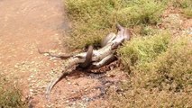 Insolite : un python attaque et avale un crocodile