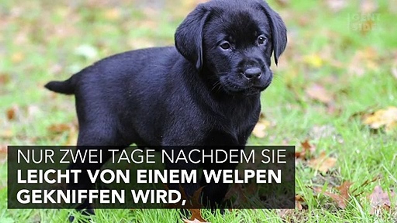 Hund knabbert Frau am Finger: 48 Stunden später ist sie tot