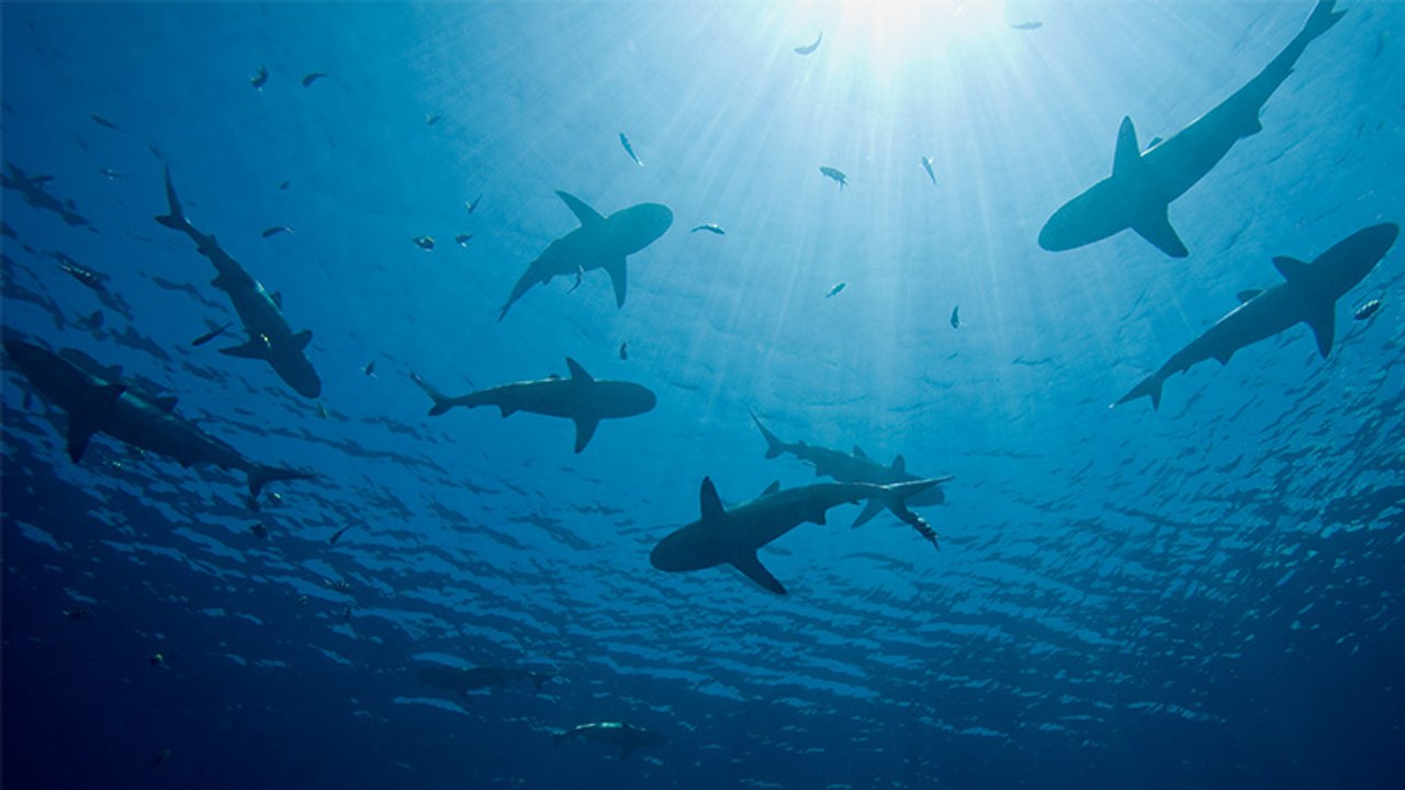 Neue Spezies: Dieses Raubtier aus dem Ozean passt in jede Hosentasche