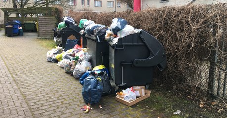 Trauriger Fund in Griechenland: Welpen werden im Müll entsorgt