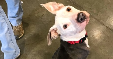 Abgemagerte Hündin trägt grausame Botschaft am Halsband